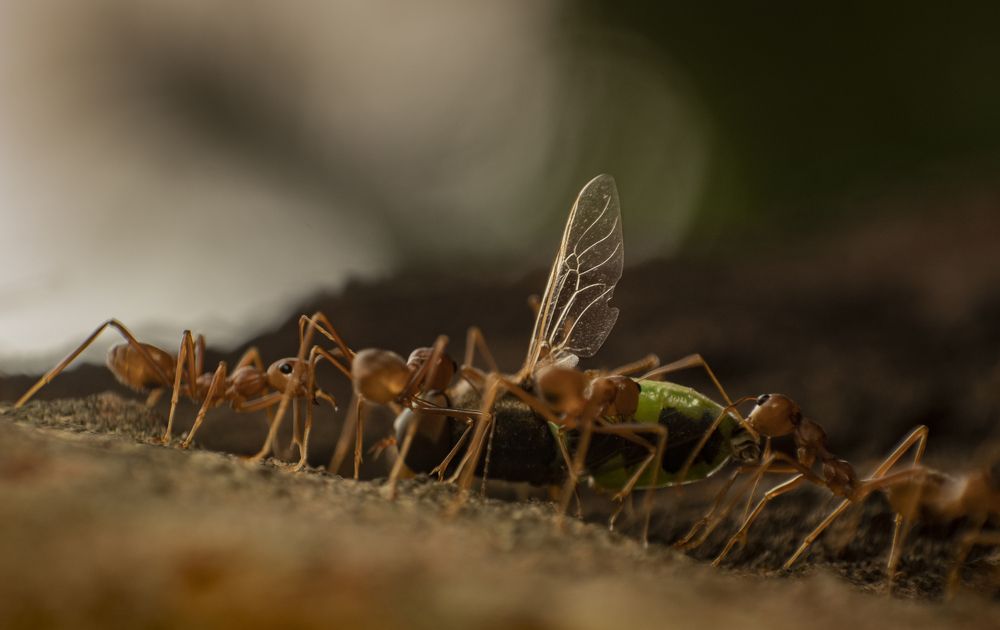 Photograph by Arnab Jana