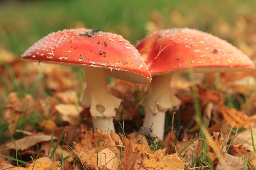 Photograph by Ольга Одаренко