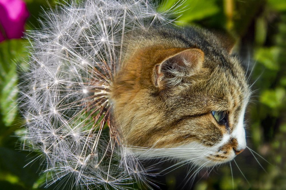 Кот-одуванчик