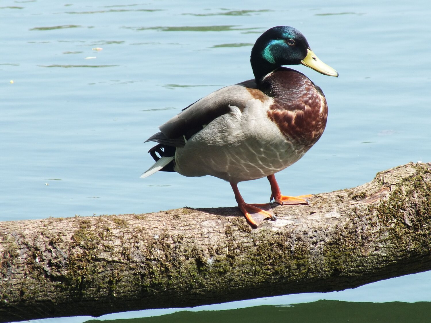 Photo #8297713