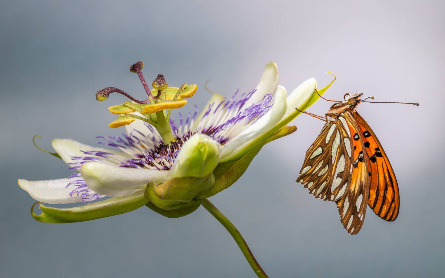 Фотография #8297940