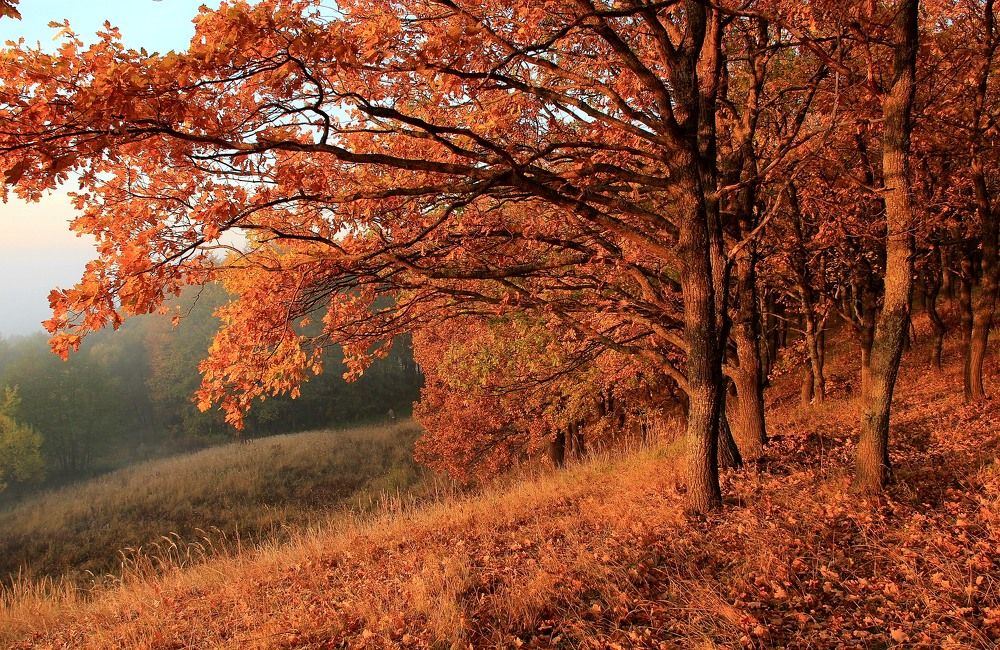 Photograph by Суетинов Евгений