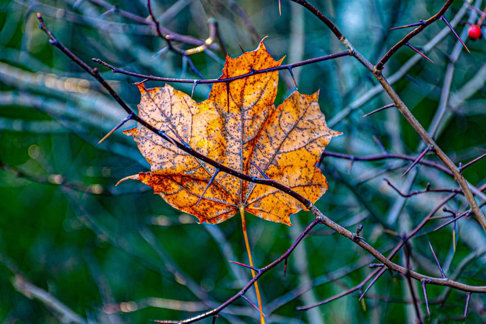 Photograph by Игорь Скорняков