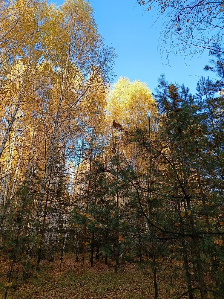 Photograph by Галина Шалюта