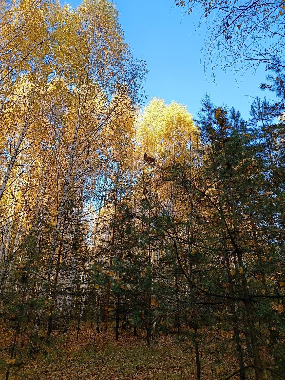 Photo #8298177