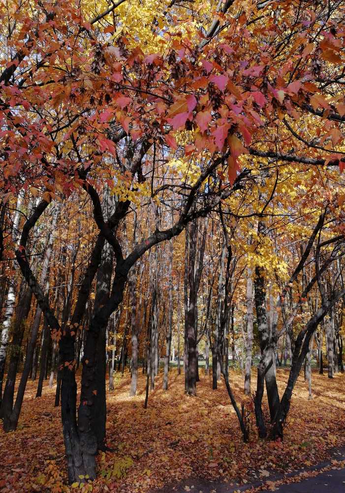 В багрец и золото одетая листва