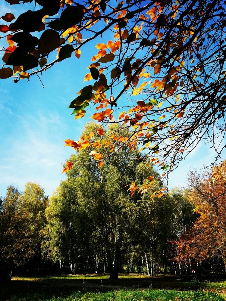 Разноцветная осень