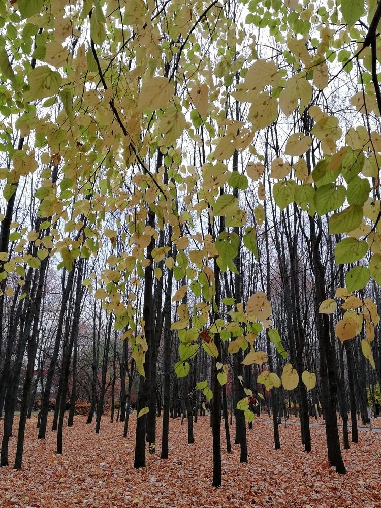 Осенняя графика