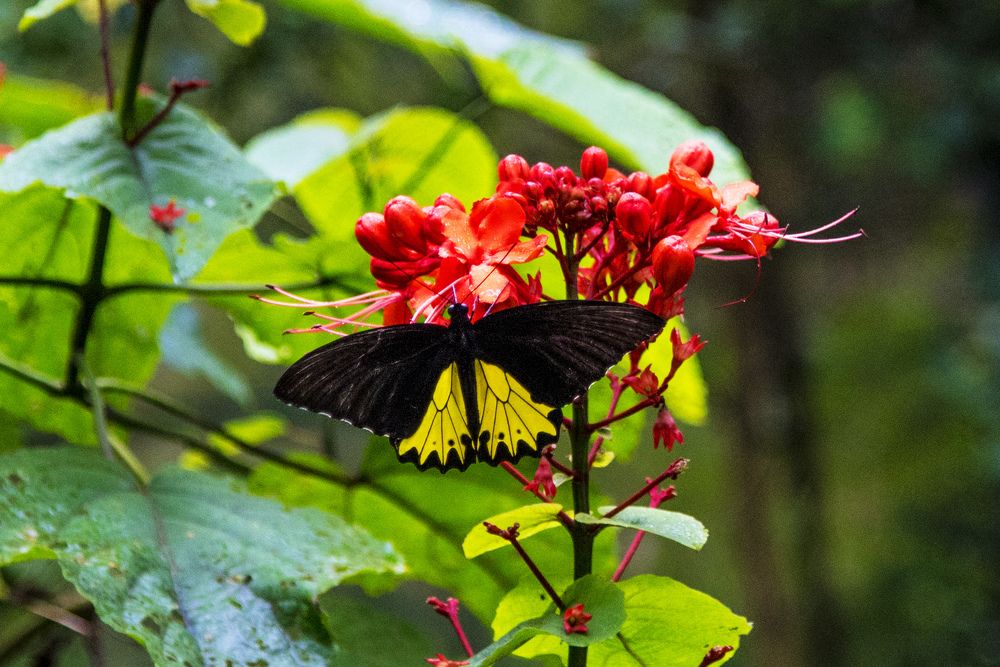 Photograph by Pujo Cahyono