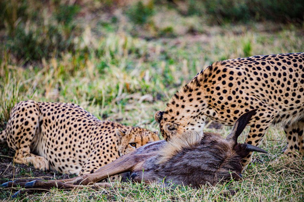 Photograph by Antony Trivet