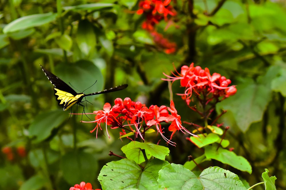 Photograph by Pujo Cahyono