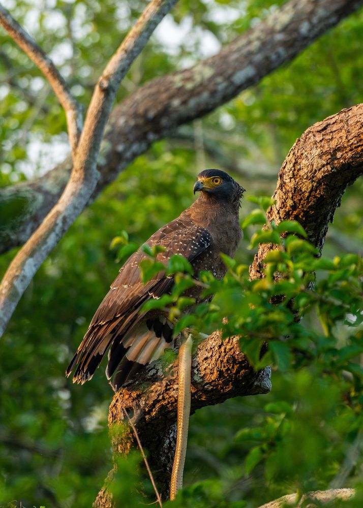 Photograph by Chathuranga Deshapriya