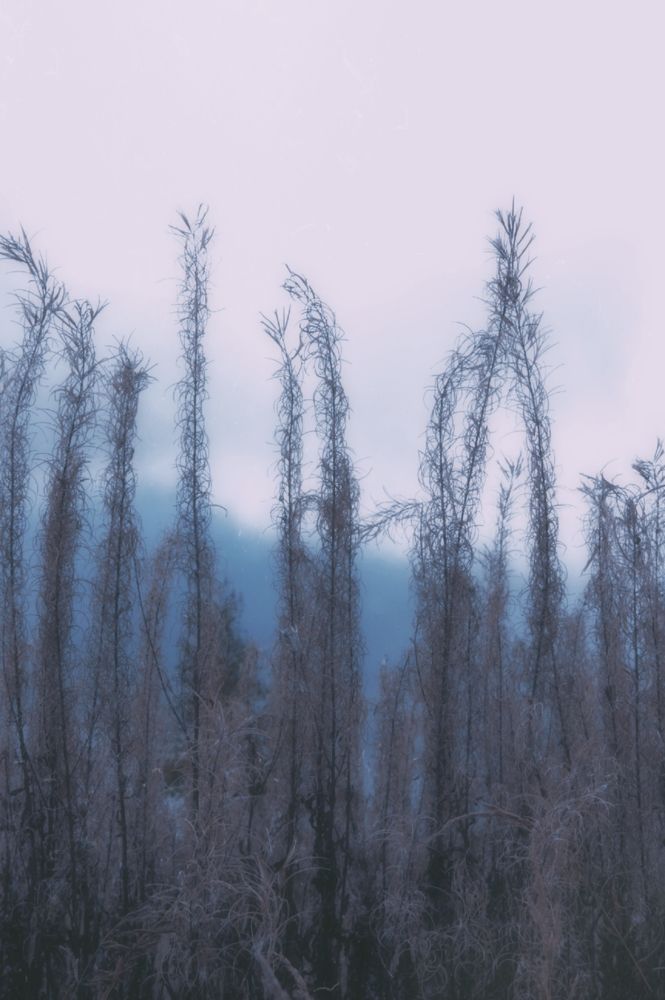 Photograph by Зоя Кулько