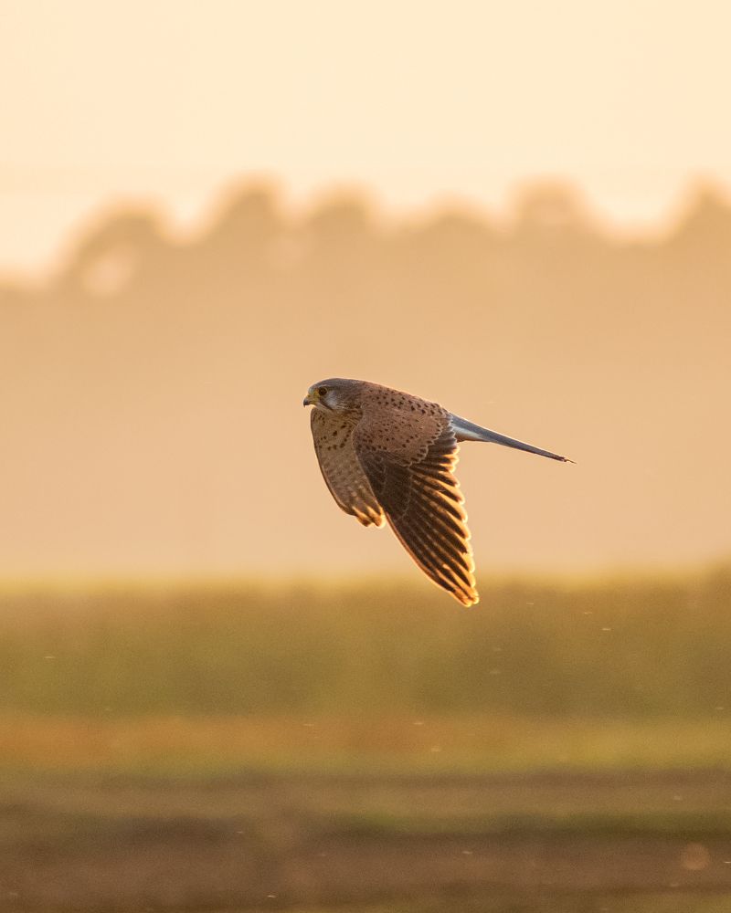 Photograph by Saikat Biswas