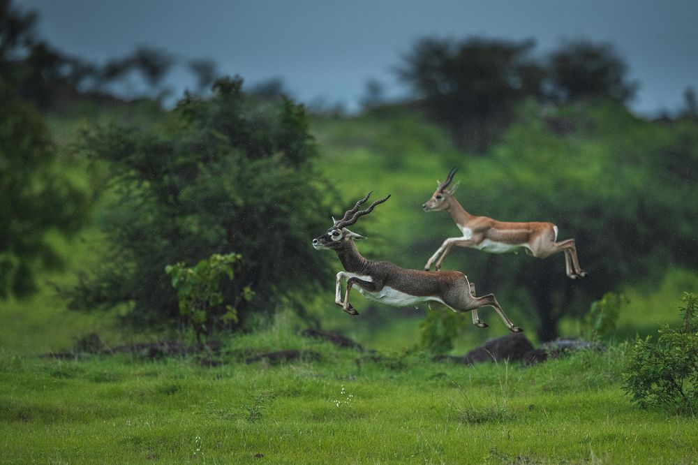 Photograph by Mainak Das