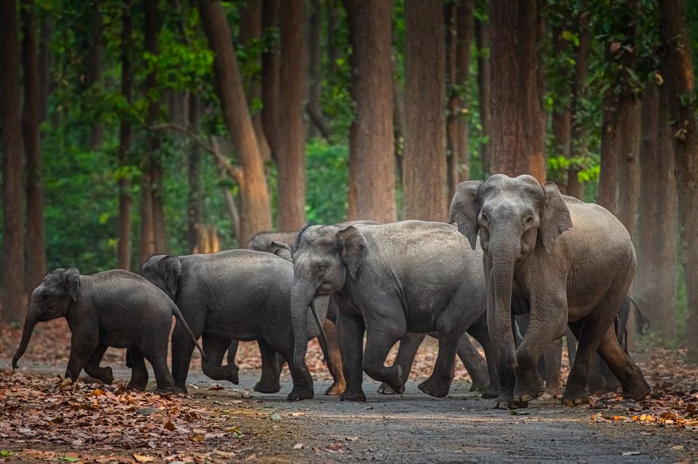 Photograph by Mainak Das