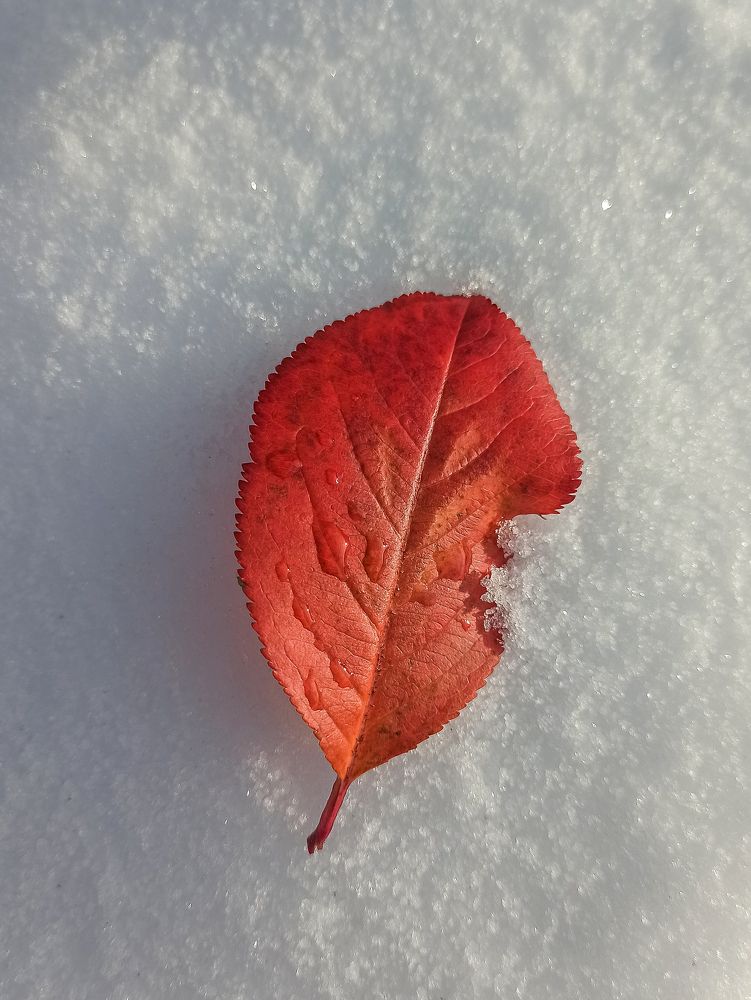 Photograph by Ольга Ситникова