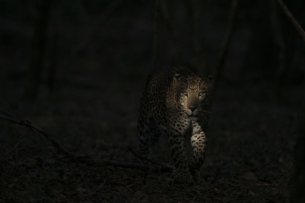 Photograph by Dhananjaya Dassanayake