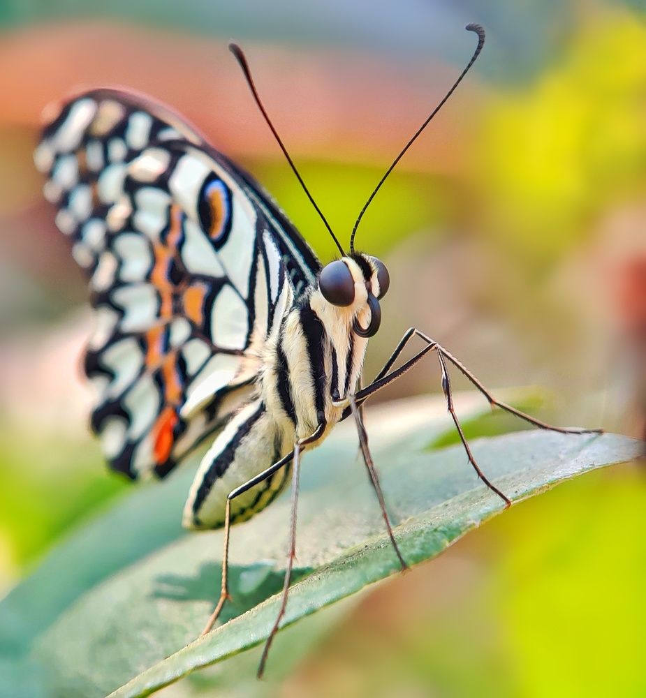 Фотография автора RAHUL SAHA