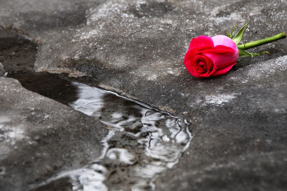 Photograph by Владимир Гашнев