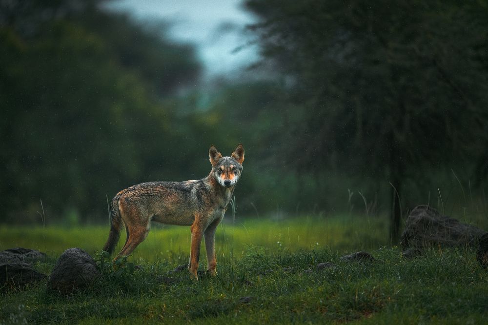 Photograph by Mainak Das