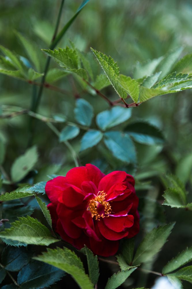 Photograph by Мария Федорова