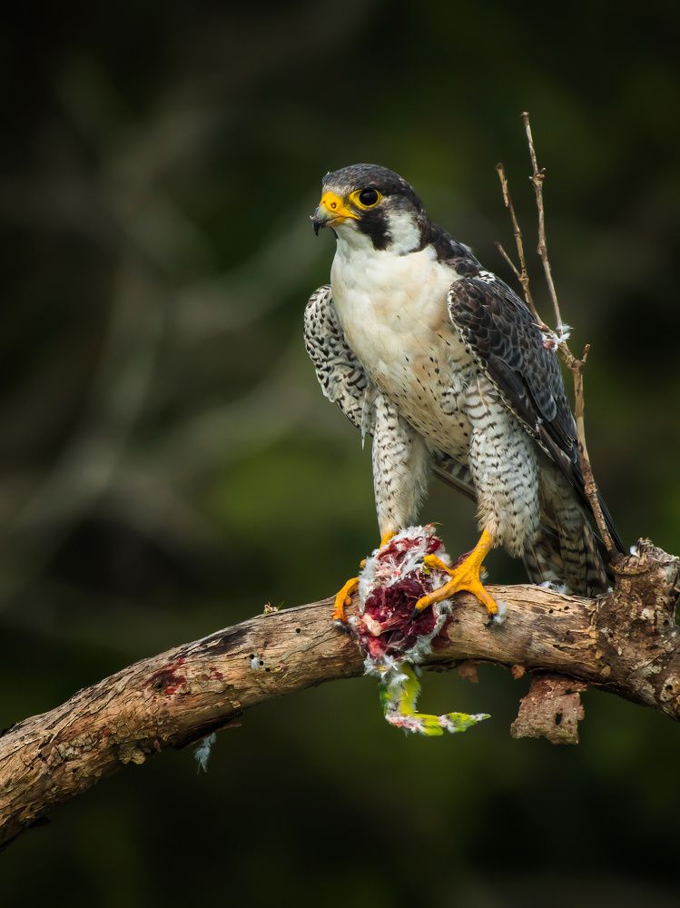 Photograph by Mainak Das