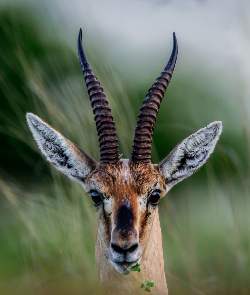 Portrait shot of Indian Gazelle