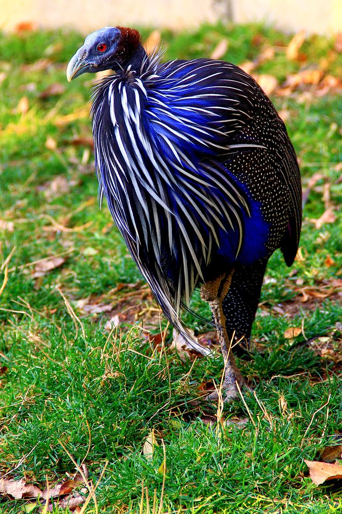 Photograph by behzad homayouninejad