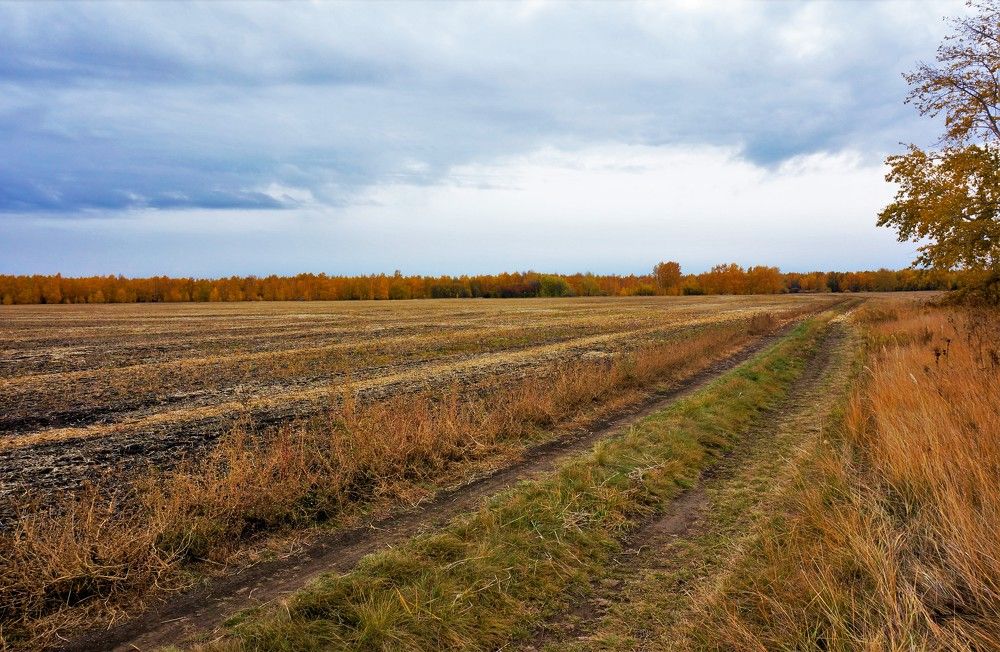 Russian field.  Siberian October