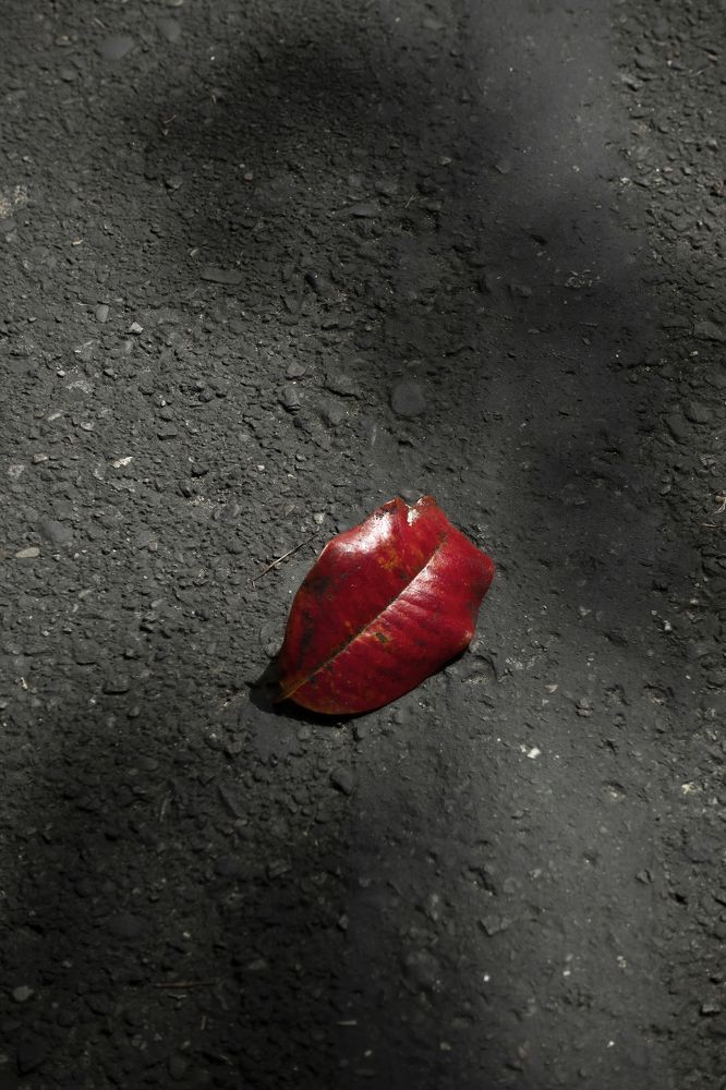 Фотография автора David Vargas