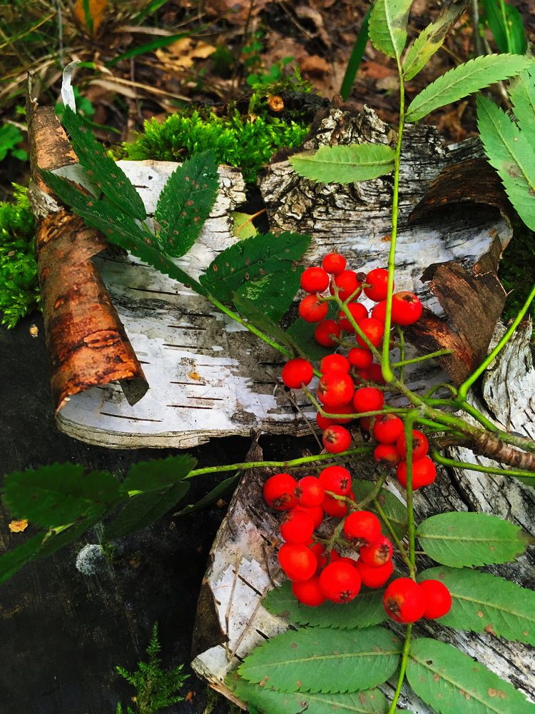 Натюрморт с рябиной...!