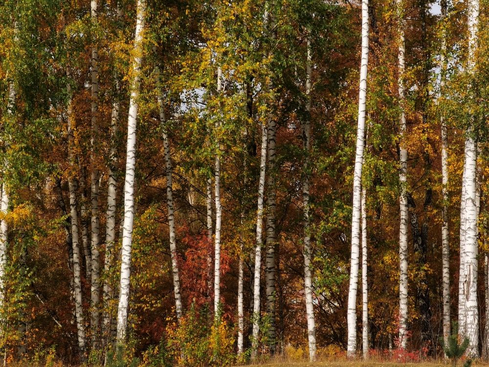 Photograph by Константин