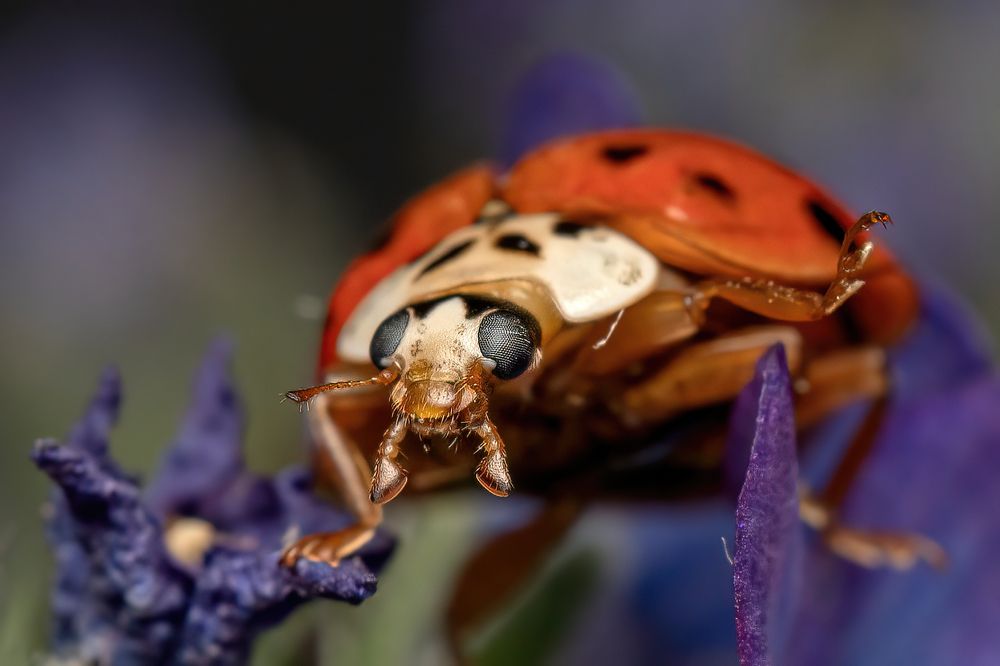 Photograph by Viktor Makarov