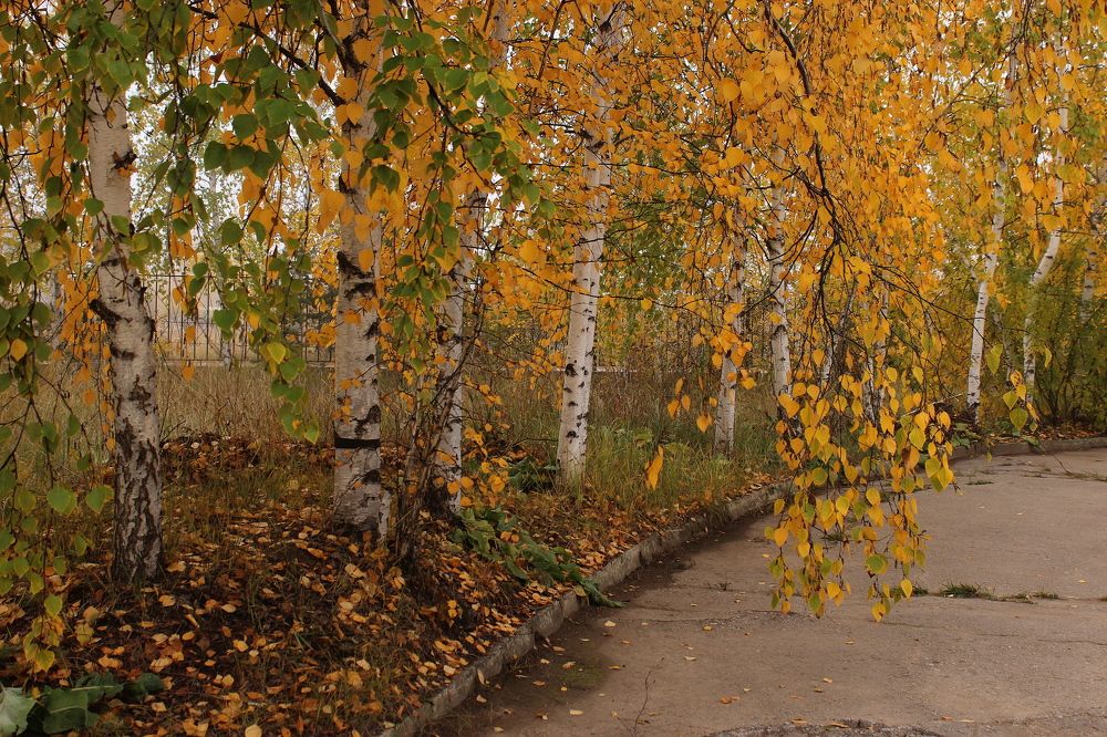 Photograph by Александр Велигура