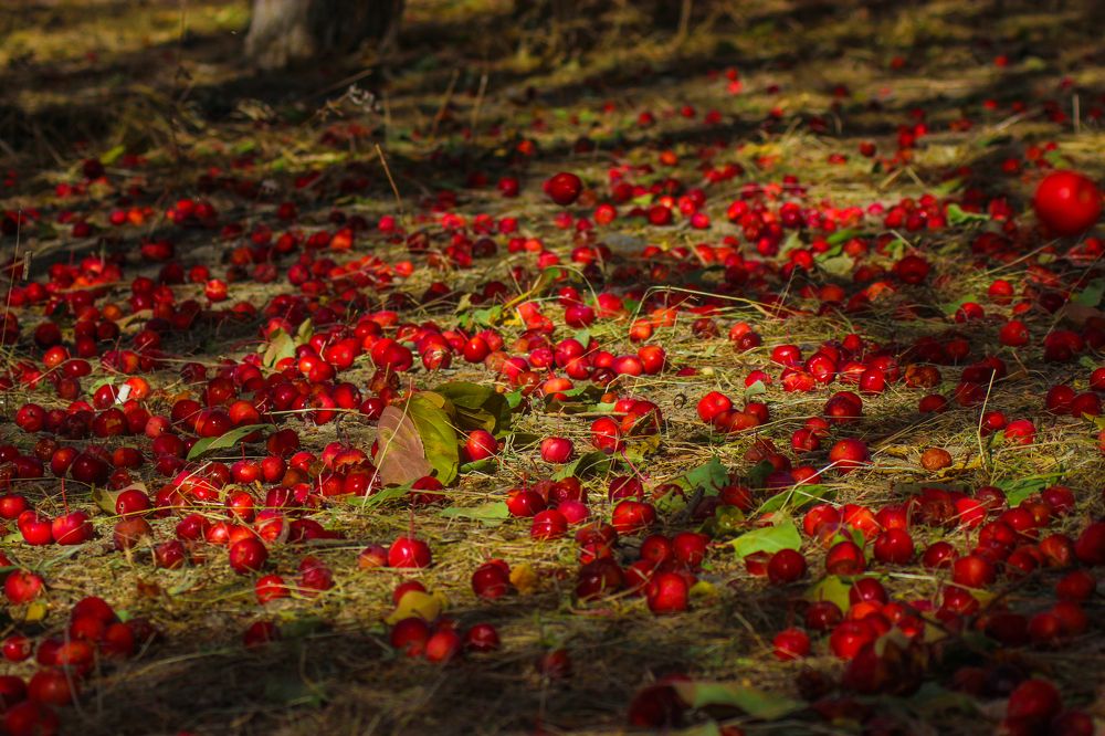 Photograph by Baatarsuren B