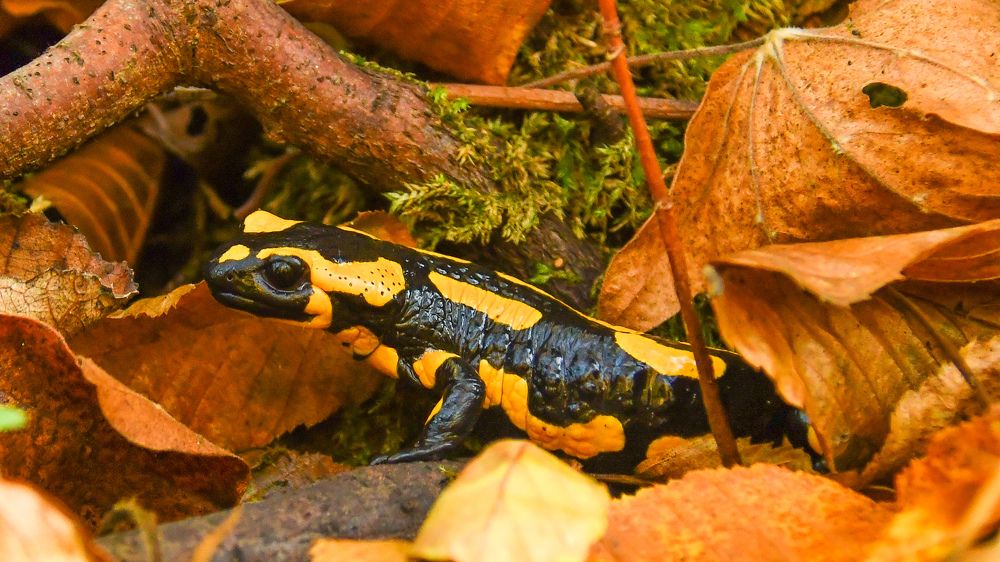 Саламандра и осень.