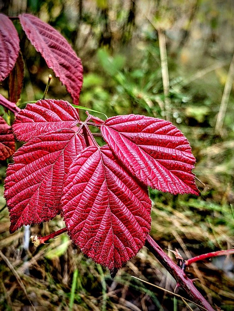 Photograph by Ольга