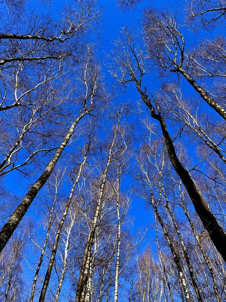 Мартовский колер