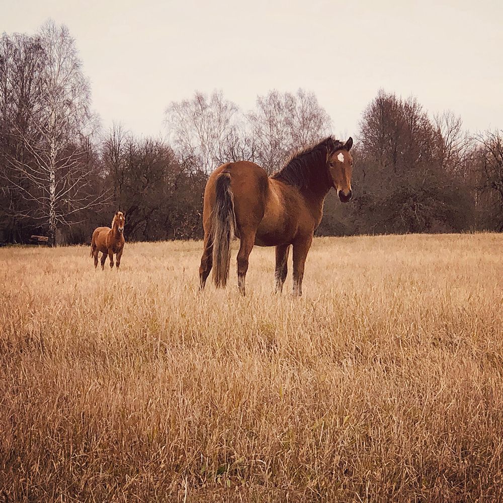 Photograph by Halina Mitsevich