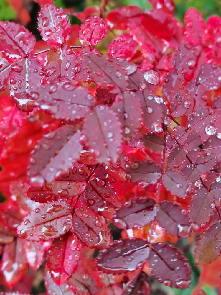 Photograph by Оксана Урбанович