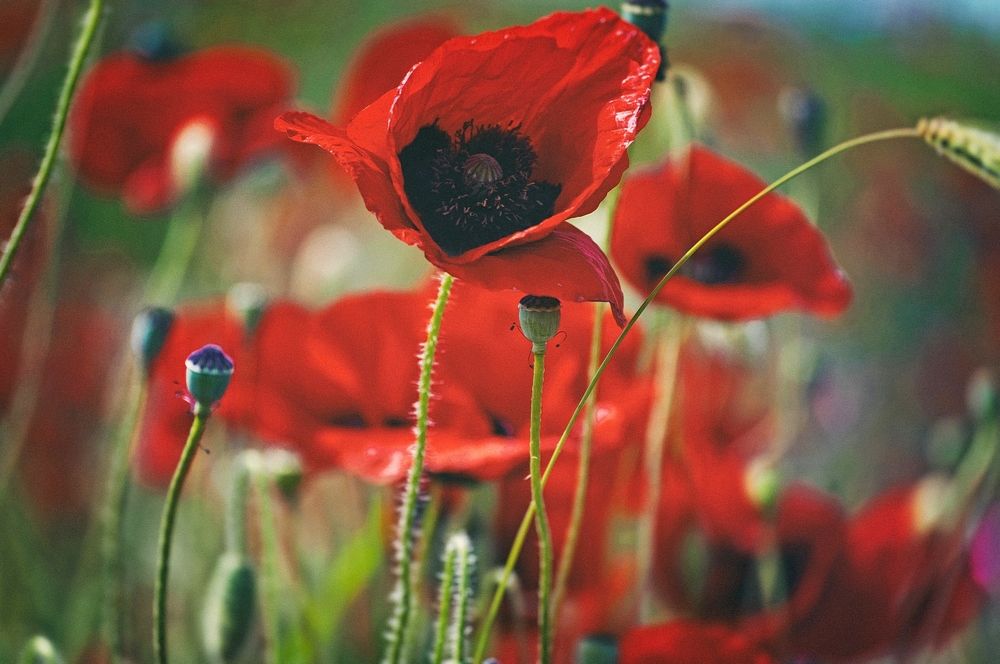 Photograph by Ольга Мальцева