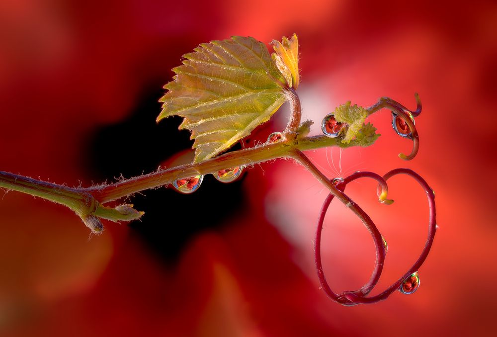 Photograph by Boris Bekelman