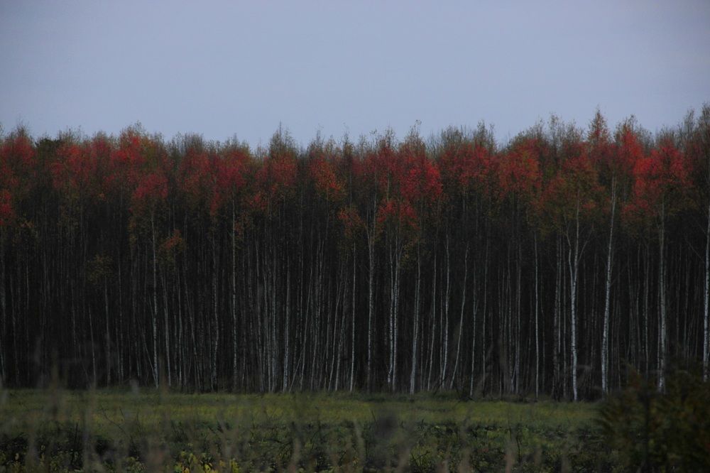 Photograph by Зоя Кулько