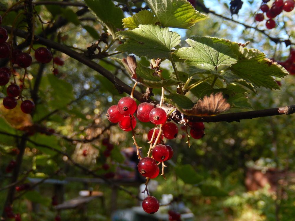 Фотография автора Клавдия Васильева