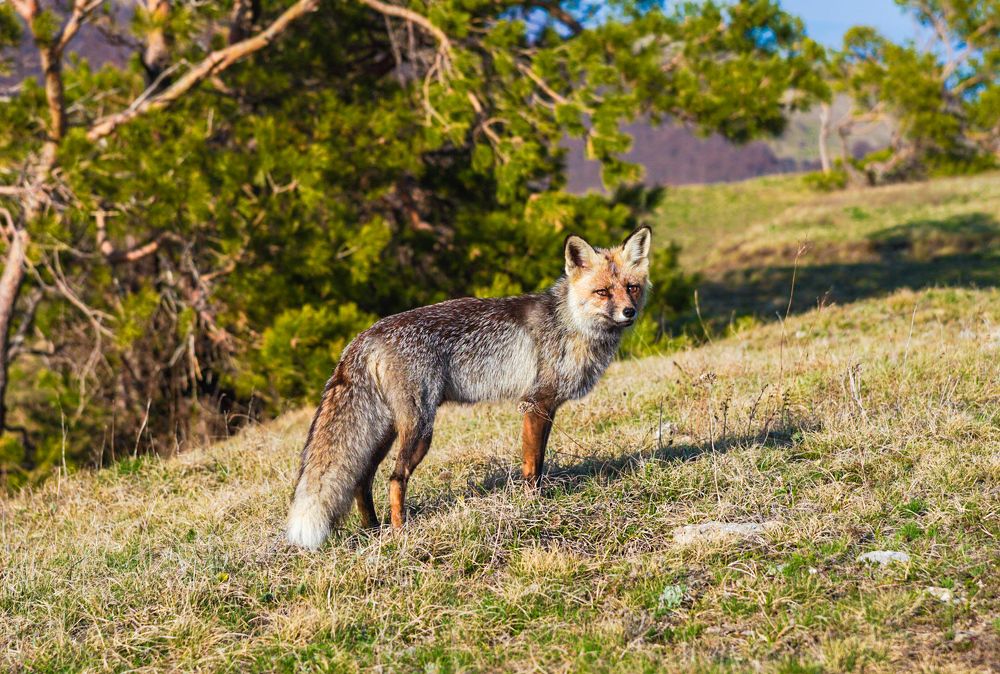 Любопытный лис.