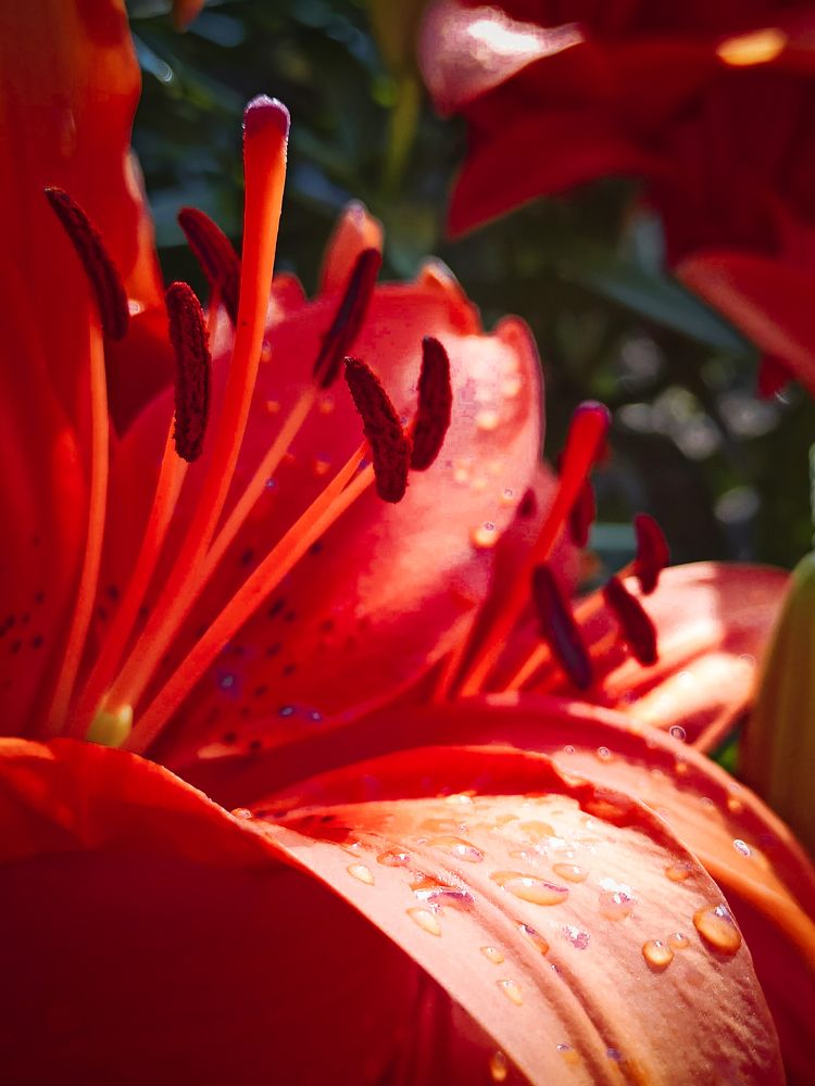 Королевская лилия