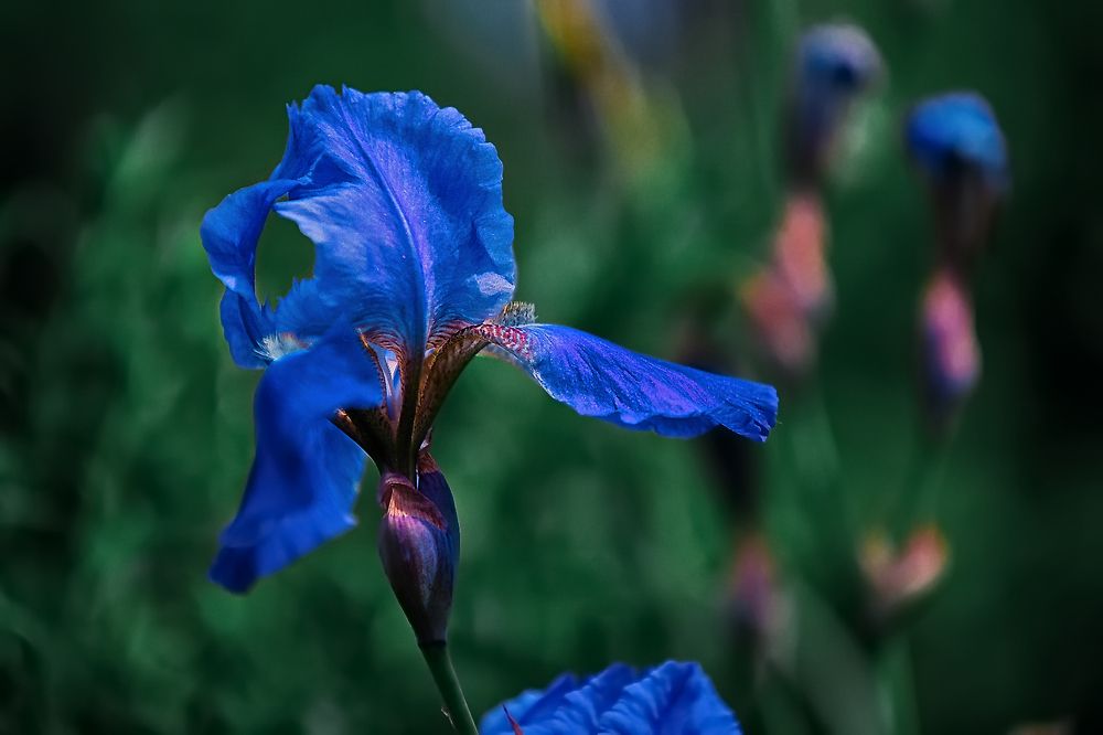 Photograph by Людмила Ефремова