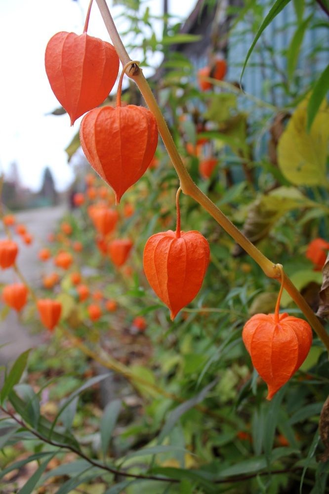 Photograph by Olga Bagaeva