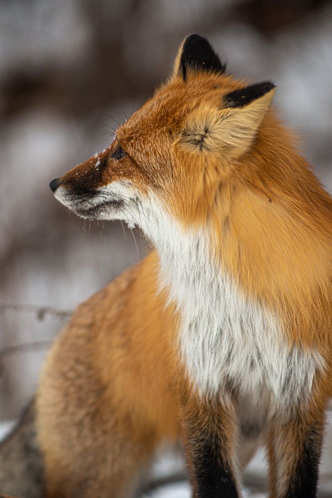 Photograph by Роман Смолко